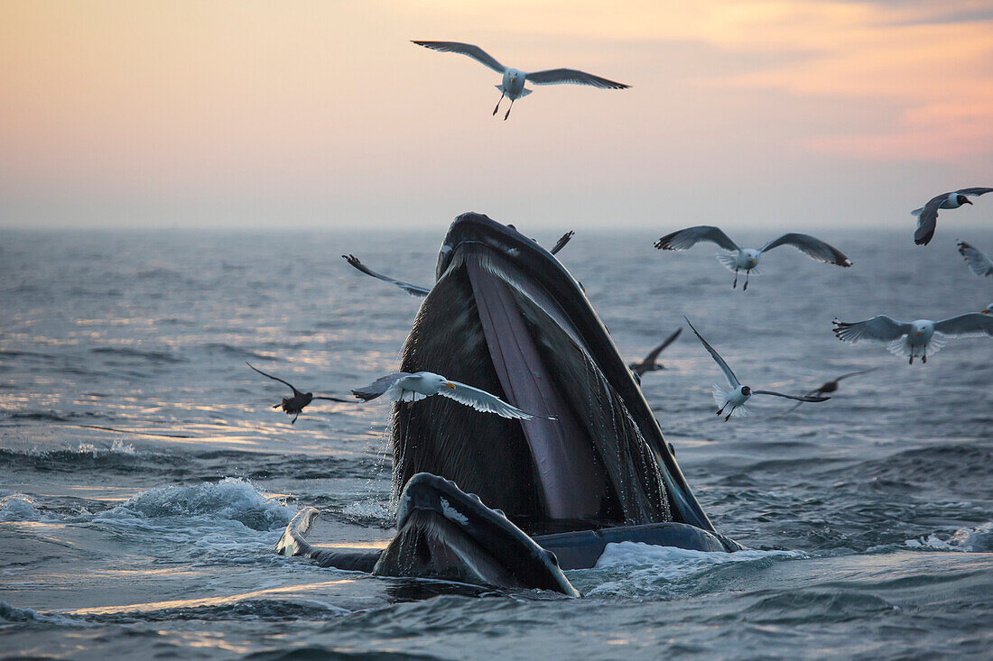 'Humpback whale (Megaptera novaeangliae) and a flock of birds on the surface of the water at sunset; Massachusetts, United States of America'