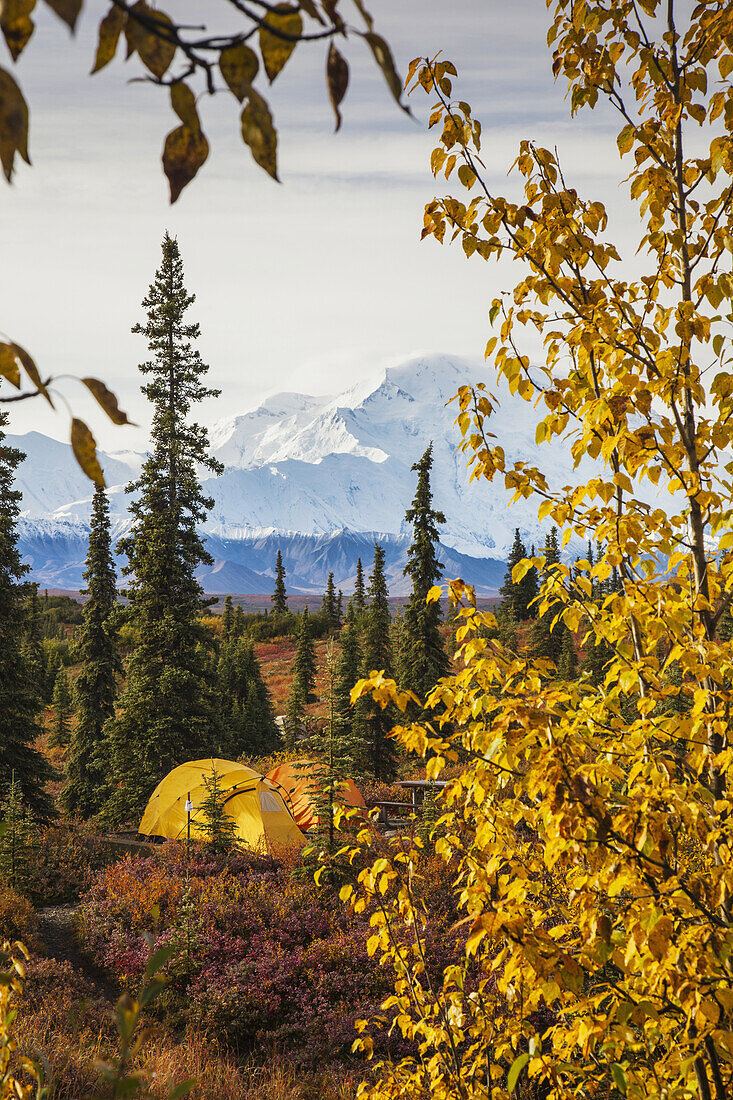 View of tents in Wonder Lake campground with Mt. McKinley Denali on the horizon in the background, fall colored vegetation in foreground, Denali National Park, Alaska. Fall.
