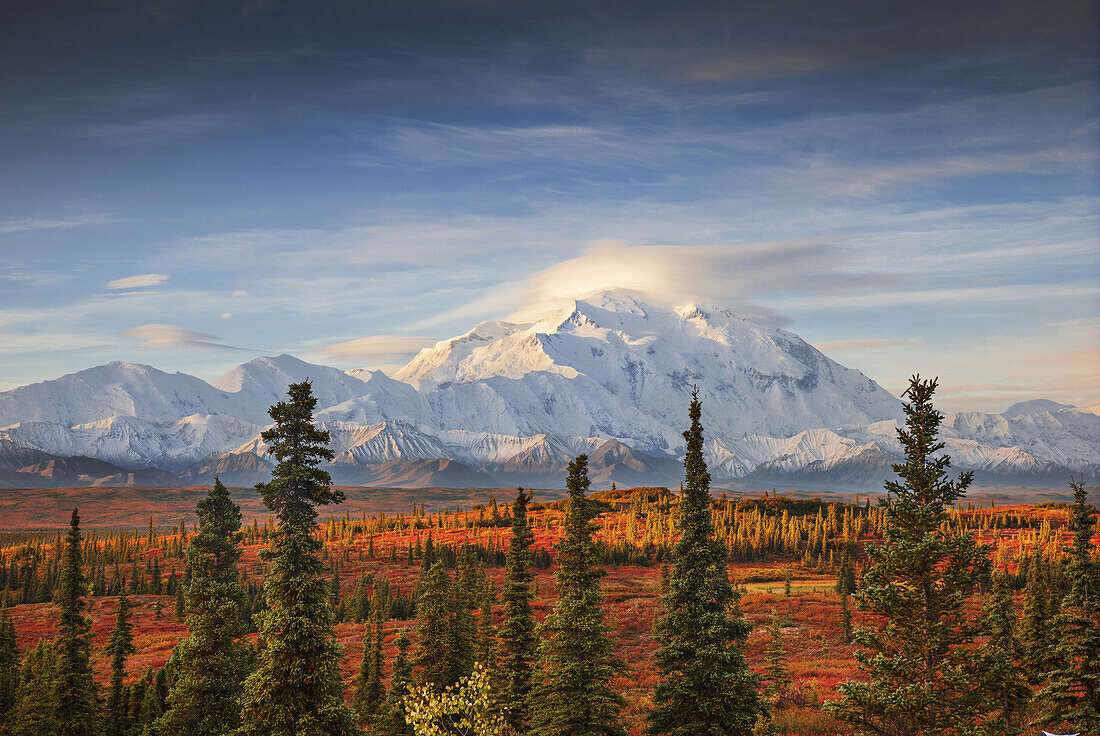 Early morning shot of the north face of Mt. McKinley Denali from the Wonder Lake campground with alpenglow on the upper mountain and lenticular cloud covering the summit of the north peak in Denali National Park, Interior Alaska. Fall. HDR