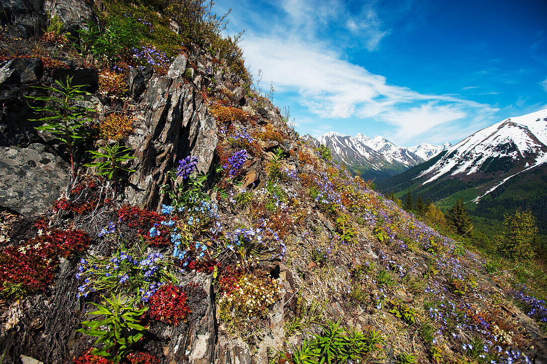 Wildflowers bloom along the slopes of the Chugach Mountains in southcentral Alaska.