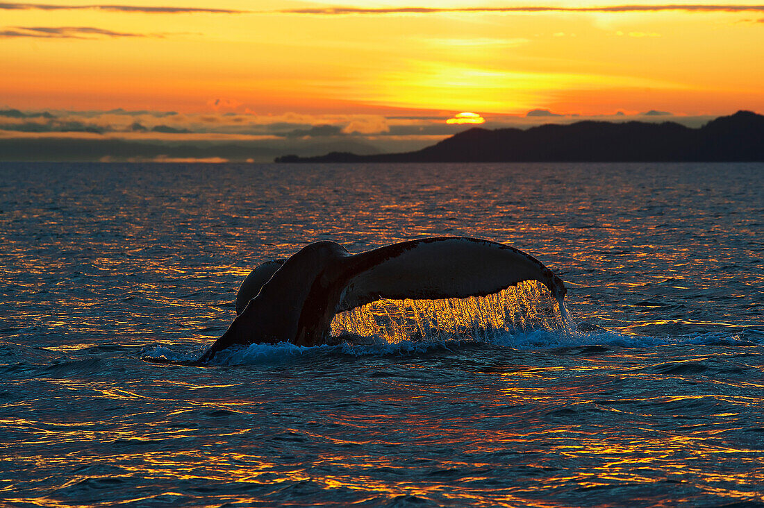 Scenic view of a Humpback whales tail as it dives down at sunrise in Prince William Sound.