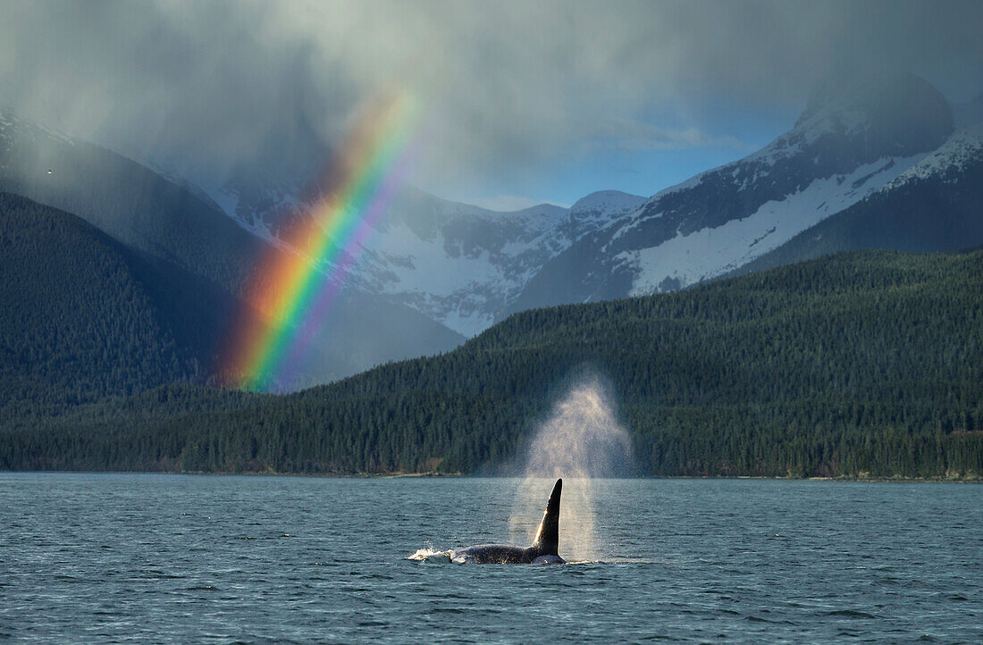 COMPOSITE: Male Orca whale surfaces in Lynn Canal with a rainbow and spring rain shower in the background, Southeast Alaska