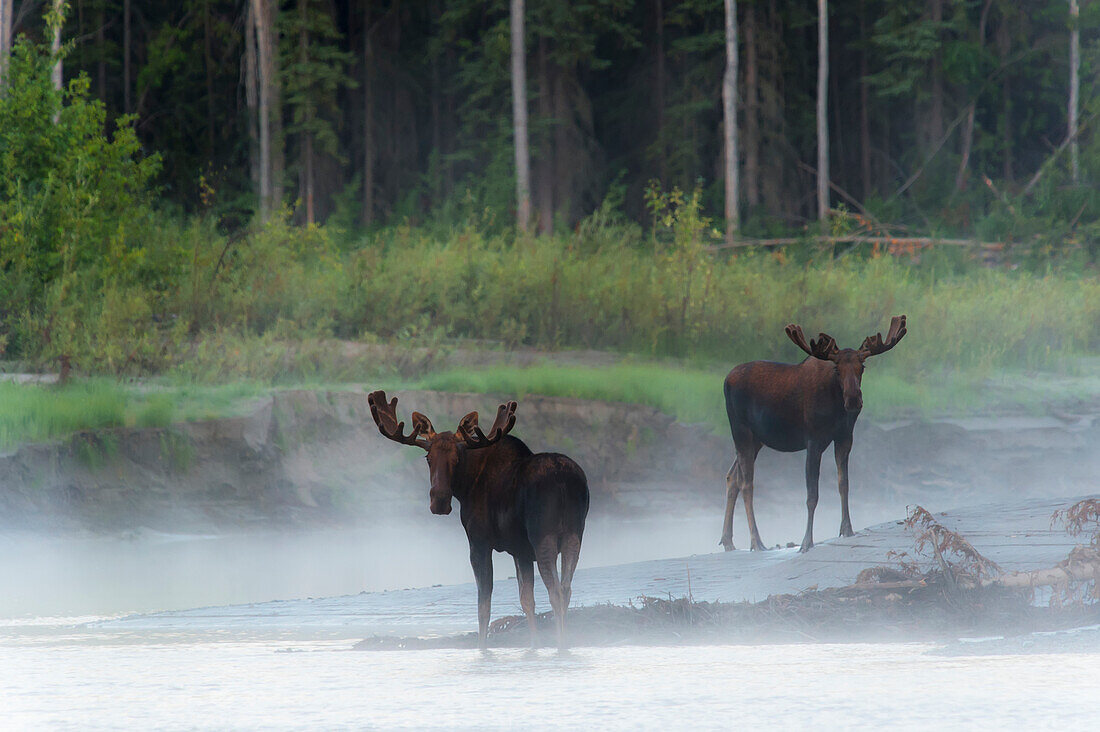 Two bull moose standing along the Yukon River on a foggy morning, Yukon Territory, Canada