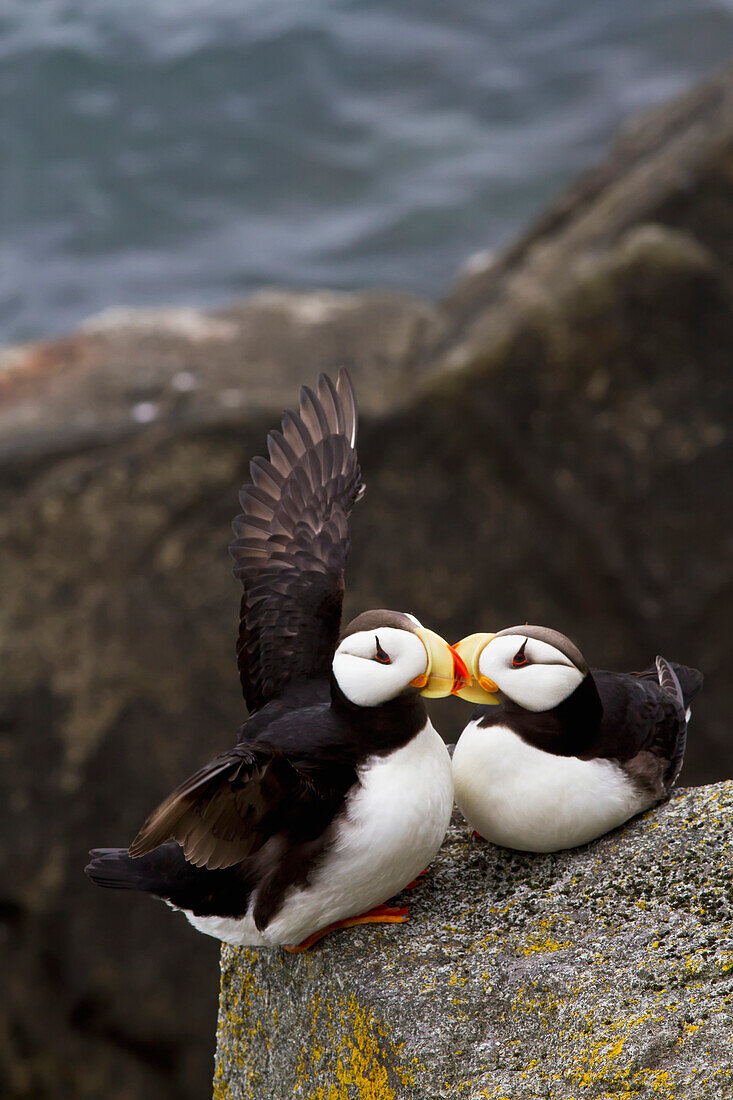 Pair of Horned Puffins Fratercula corniculata perched on a lichen covered boulder, Walrus Islands State Game Sanctuary, Round Island, Bristol Bay, Alaska