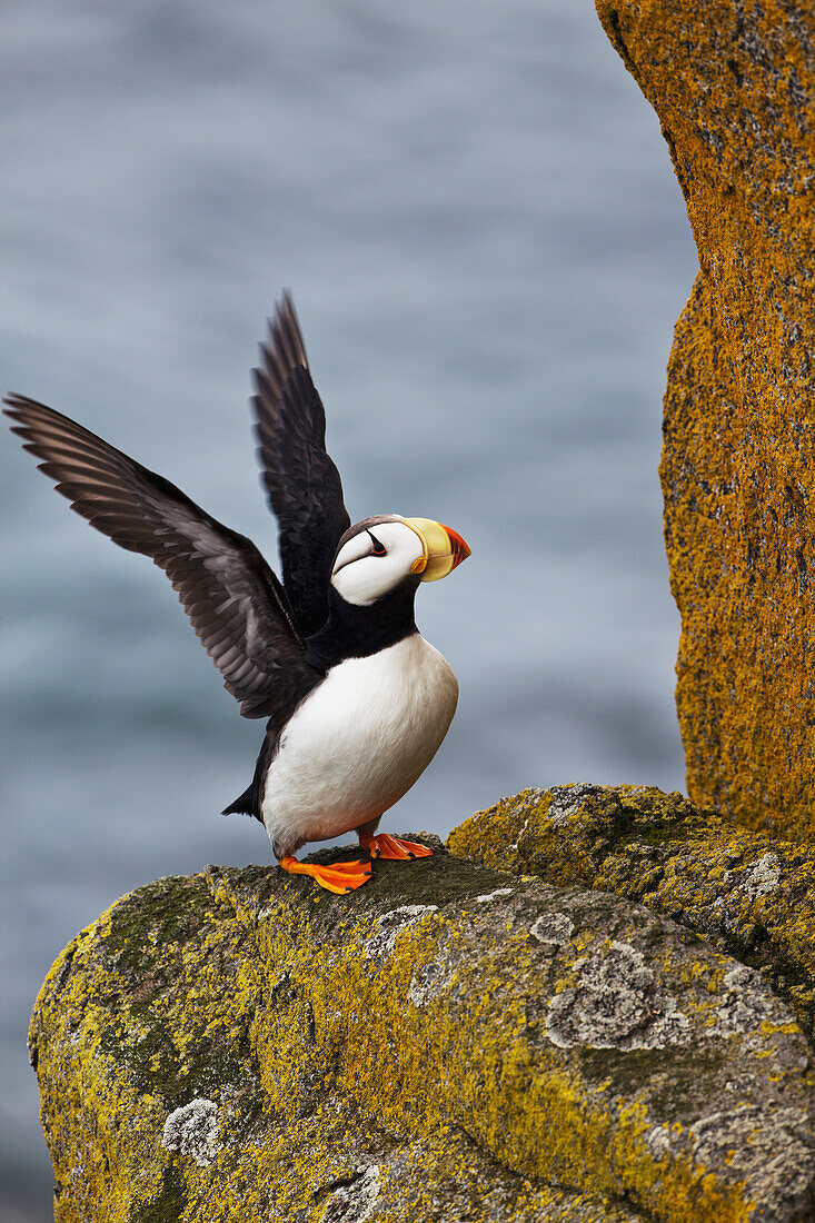 Horned puffin Fratercula corniculata standing on lichen-covered boulder flapping wings, Walrus Islands State Game Sanctuary, Round Island, Bristol Bay, Southwestern Alaska
