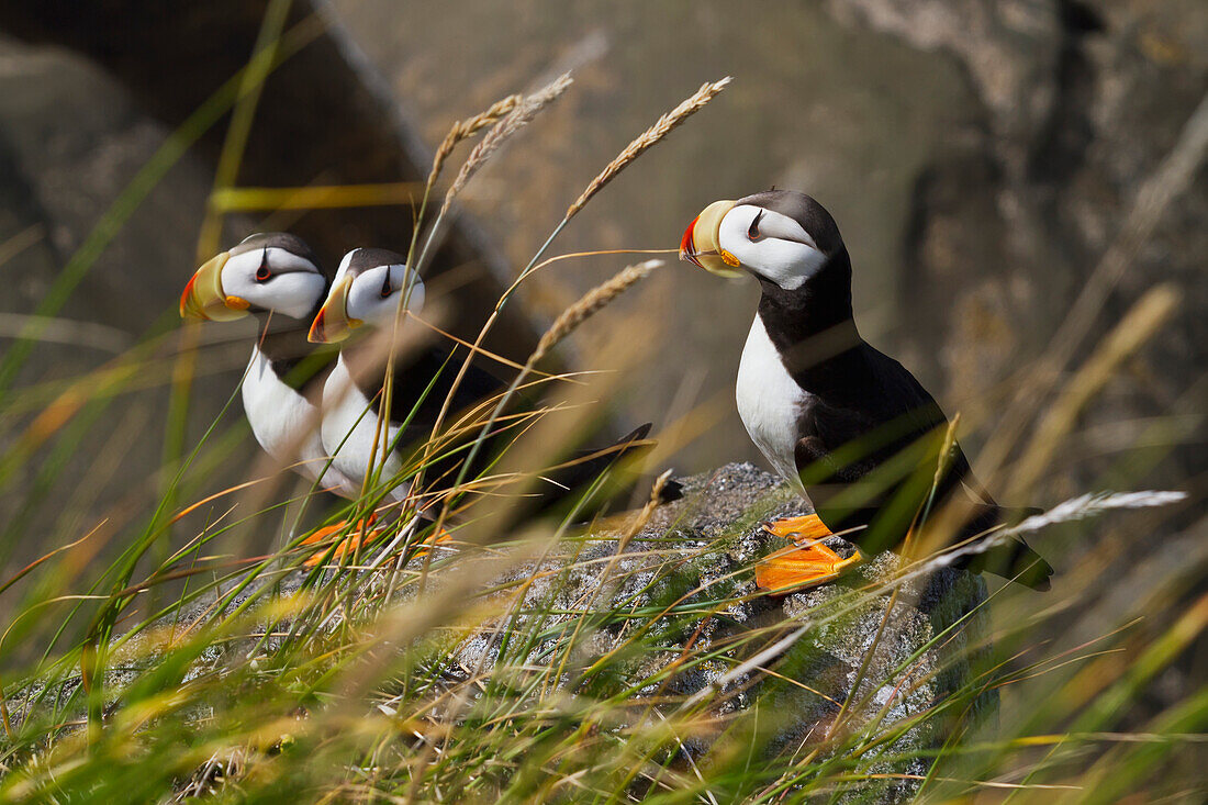 Three Horned puffins Fratercula corniculata perched on a boulder with grasses in the foreground, Walrus Islands State Game Sanctuary, Round Island, Bristol Bay, Southwestern Alaska