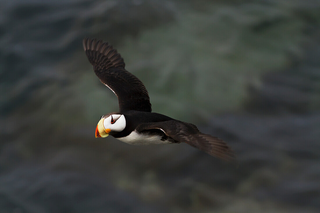 Horned puffin Fratercula corniculata in flight over the water, Walrus Islands State Game Sanctuary, Round Island, Bristol Bay, Southwestern Alaska