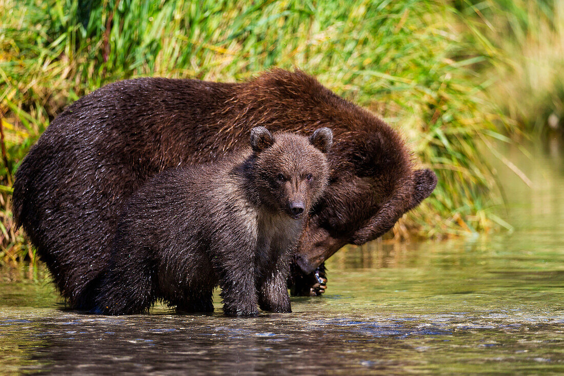 Coastal brown bear and cub fishing in a river, Katmai National Park and Preserve, Southwest Alaska