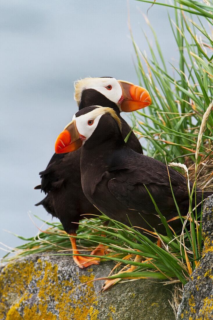 Pair of Tufted Puffins Fratercula cirrhata perched on a lichen covered boulder, Walrus Islands State Game Sanctuary, Round Island, Bristol Bay, Alaska