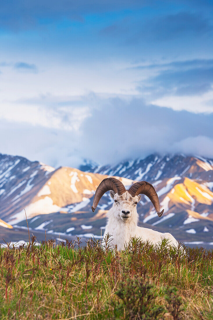 Adult ram Dall Sheep resting on a hilltop at Polychrome Pass in Denali National Park