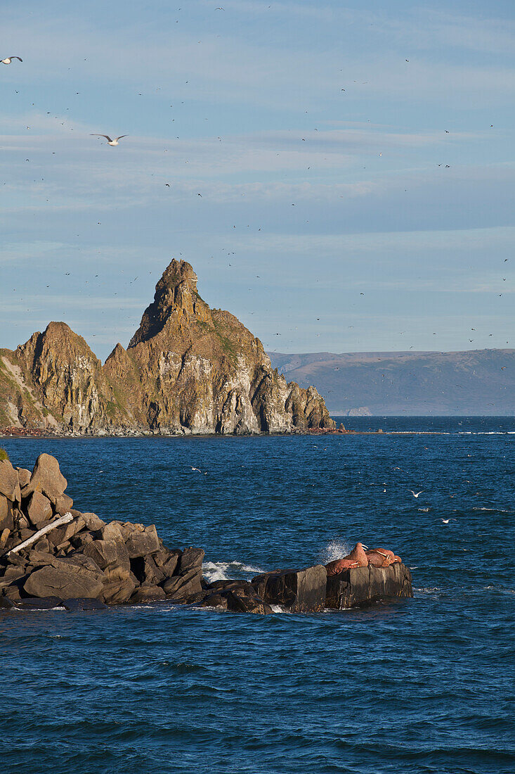 'Pacific walrus Odobenus rosmarus group of males hauled out on Flat Rock with ''Dragon's Tail'' in the background, Walrus Islands State Game Sanctuary, Round Island, Bristol Bay, Western Alaska, USA'