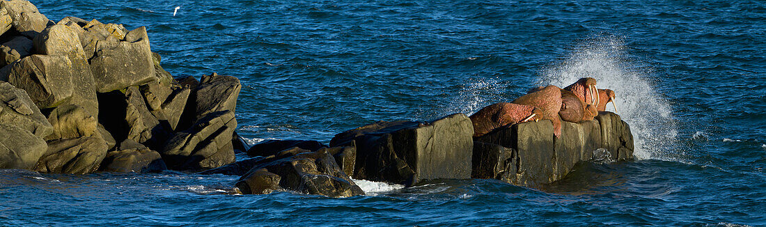 Pacific walrus Odobenus rosmarus group of males hauled out on Flat Rock, Walrus Islands State Game Sanctuary, Round Island, Bristol Bay, Western Alaska, USA