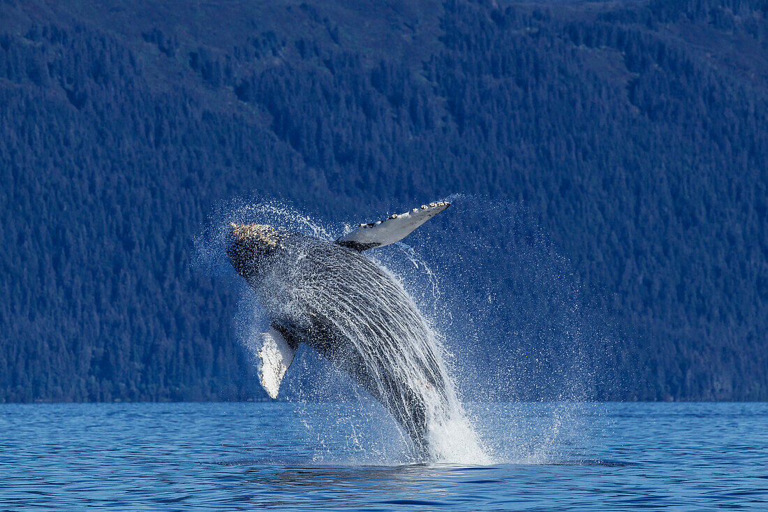 A young Humpback Whale leaps from the calm waters of the Stephens Passage near Tracy Arm, Southeast Alaska, USA.