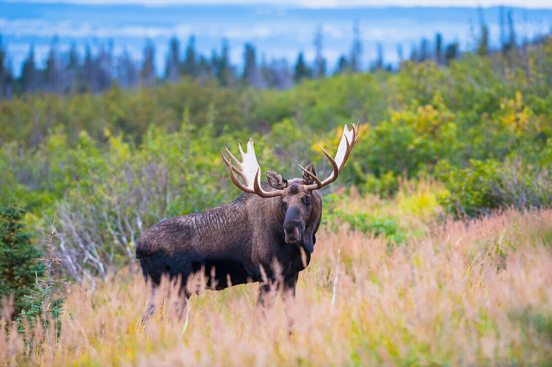 Large bull moose standing in brush near Powerline Pass in the Chugach State Park, near Anchorage, Southcentral Alaska