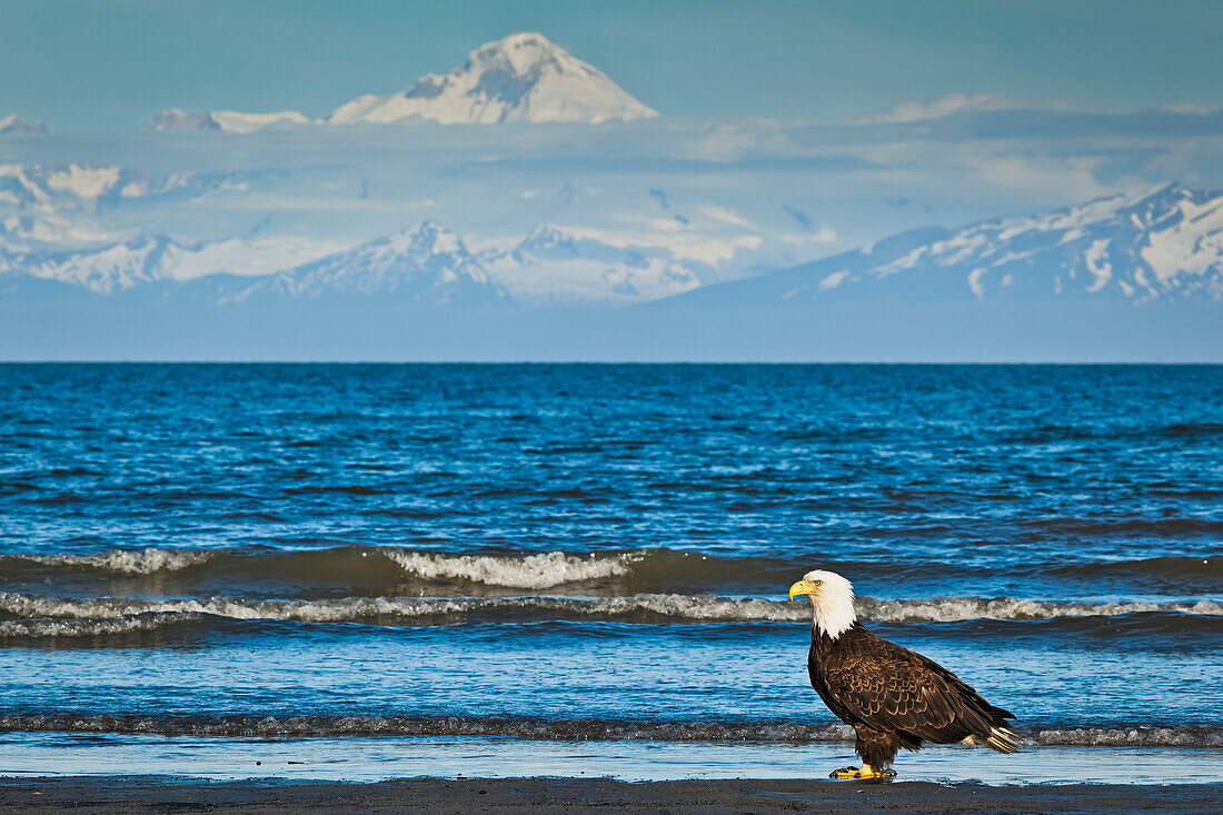 Bald Eagle on the Ninilchik beach with Cook Inlet and Mt. Redoubt in the background, Kenai Peninsula, Southcentral Alaska, Summer.
