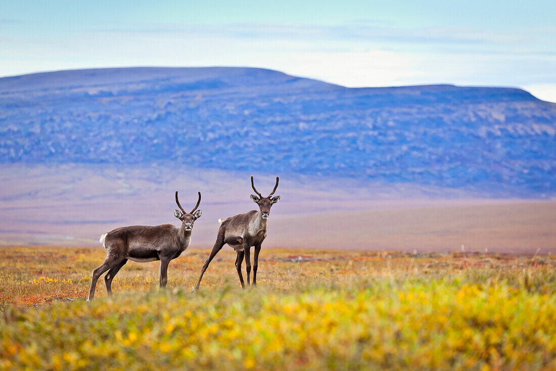 Two Female Caribou crossing on the fall colored tundra, north of the Gates of Arctic National Park & Preserve along the Dalton Hwy, Arctic Alaska, Autumn.