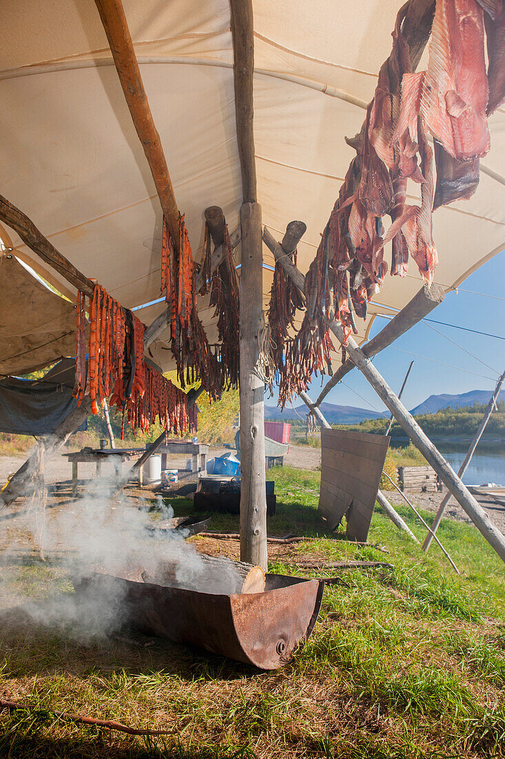 A drying rack above a barrel drum stove smoking filets of Chum salmon, Shungnak, Arctic Alaska, summer