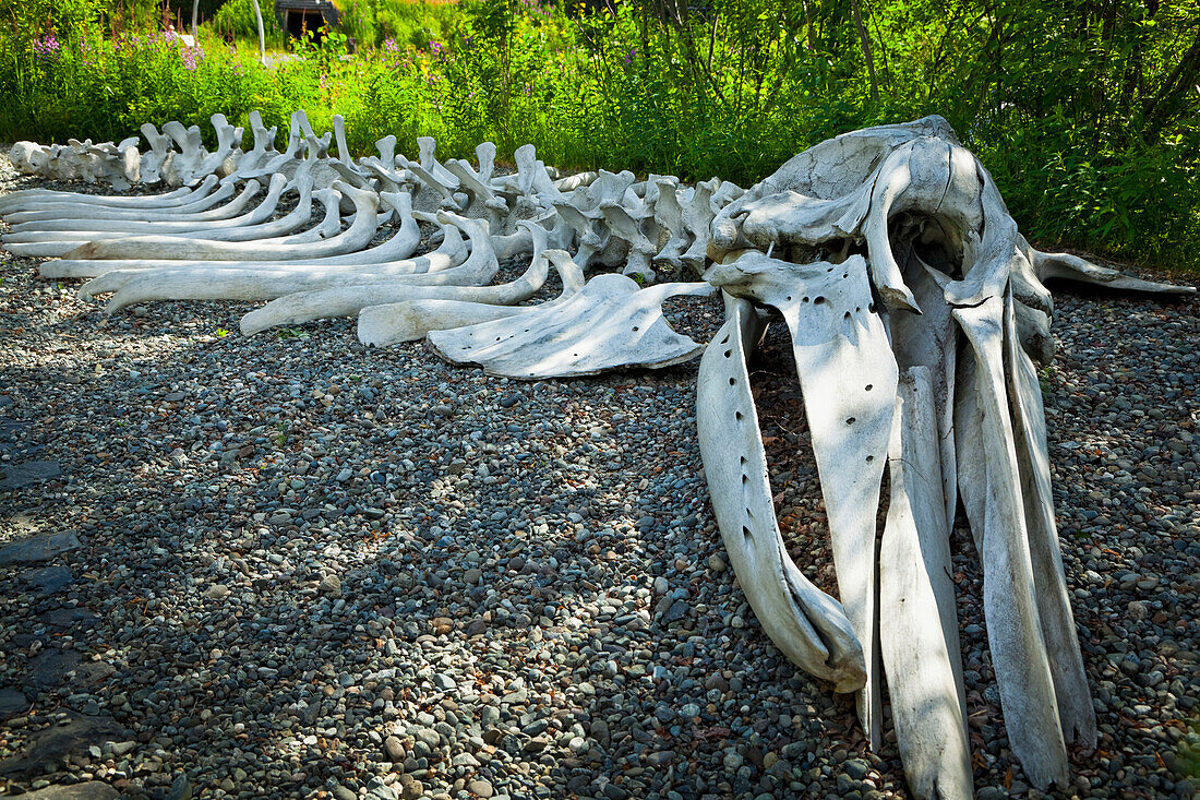 Gray Whale bone exhibit at the Alaska Native Heritage Center, Anchorage, Southcentral Alaska, Summer.