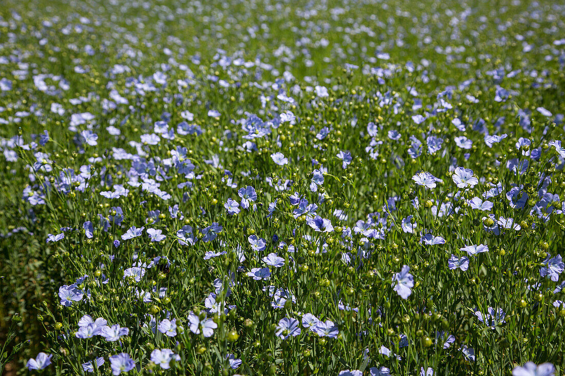 field of blue-flowered flax, rugles, eure (27), normandy, france
