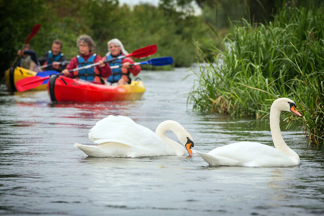 swans on the eure river as canoes pass, beaumont-le-roger, (27) eure, france
