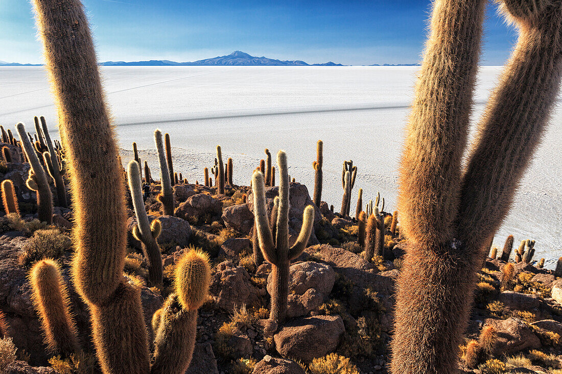 Cacti, Isla Incahuasi, a unique outcrop in the middle of the Salar de Uyuni, Oruro, Bolivia, South America