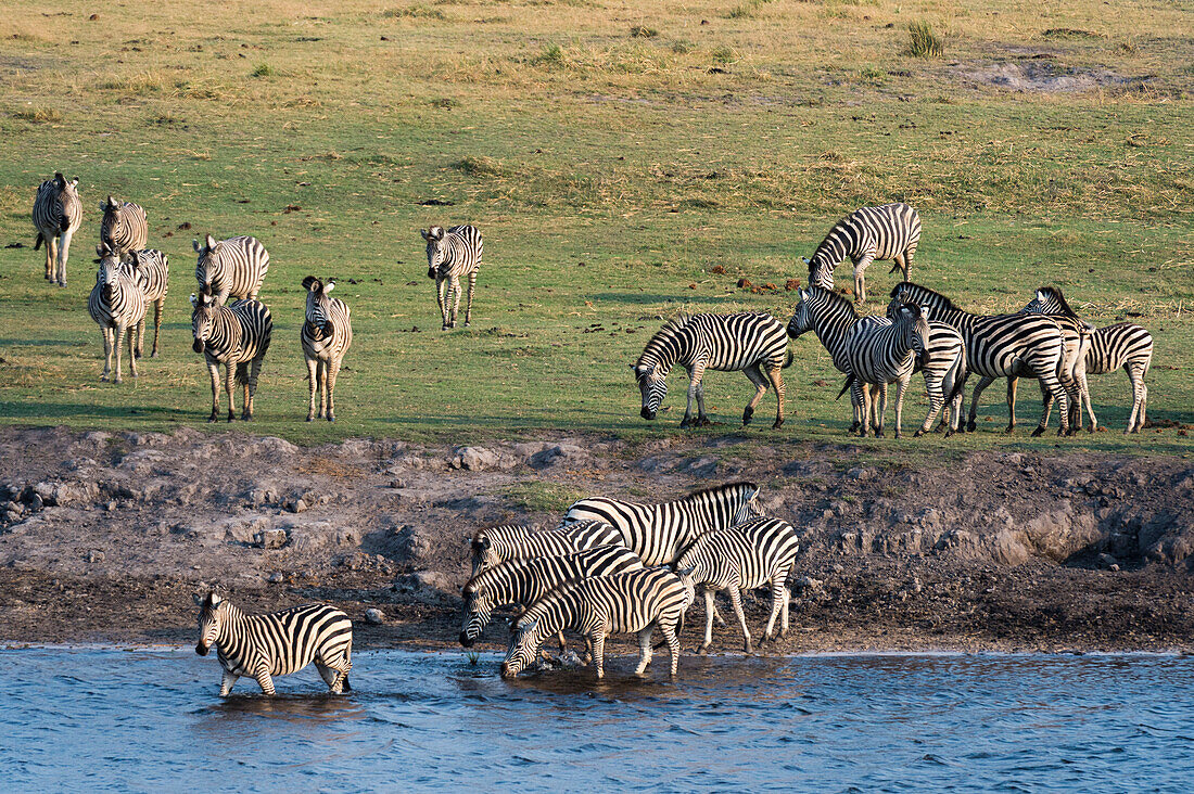 Burchell's zebras (Equus burchelli), Chobe National Park, Botswana, Africa