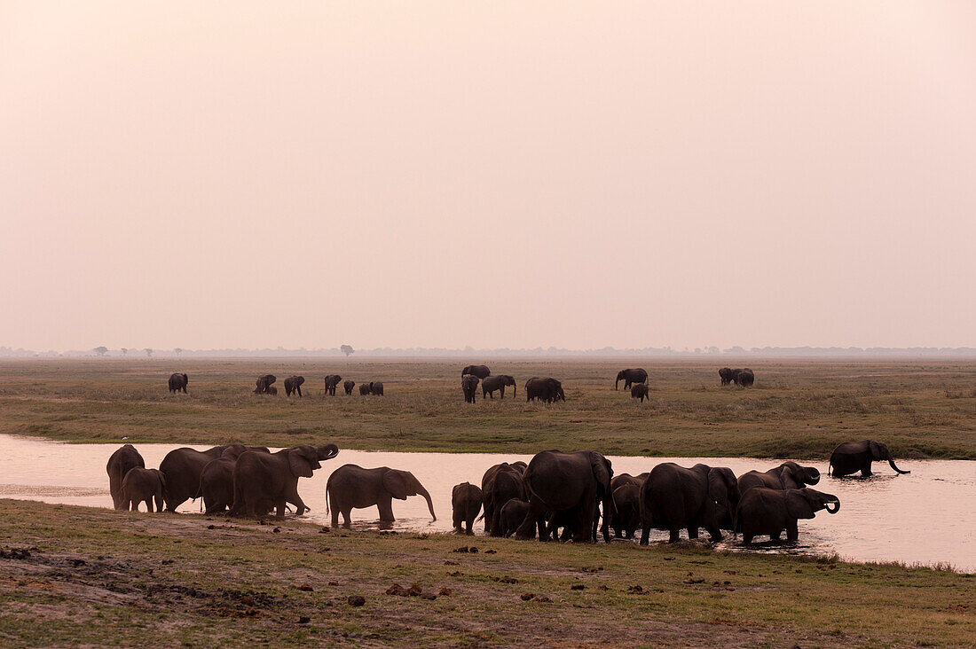African elephants (Loxodonta africana), Chobe National Park, Botswana, Africa