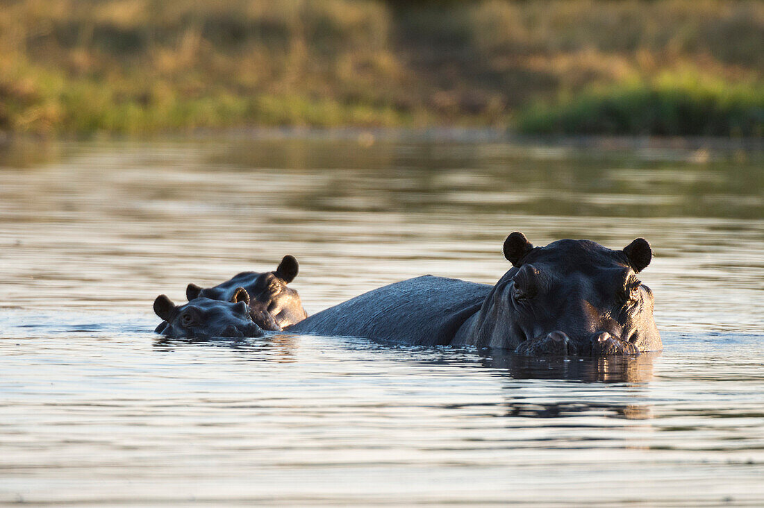 Hippopotamus (Hippopotamus amphibius), Khwai Concession, Okavango Delta, Botswana, Africa