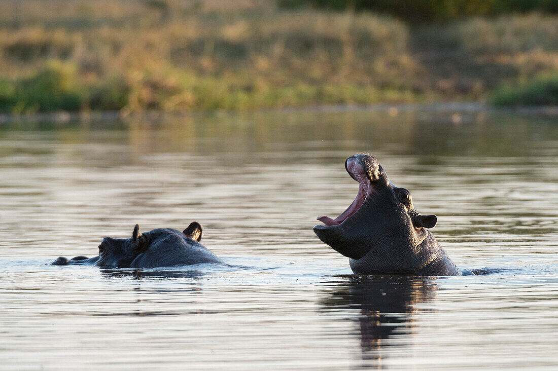 Hippopotamus (Hippopotamus amphibius), Khwai Concession, Okavango Delta, Botswana, Africa