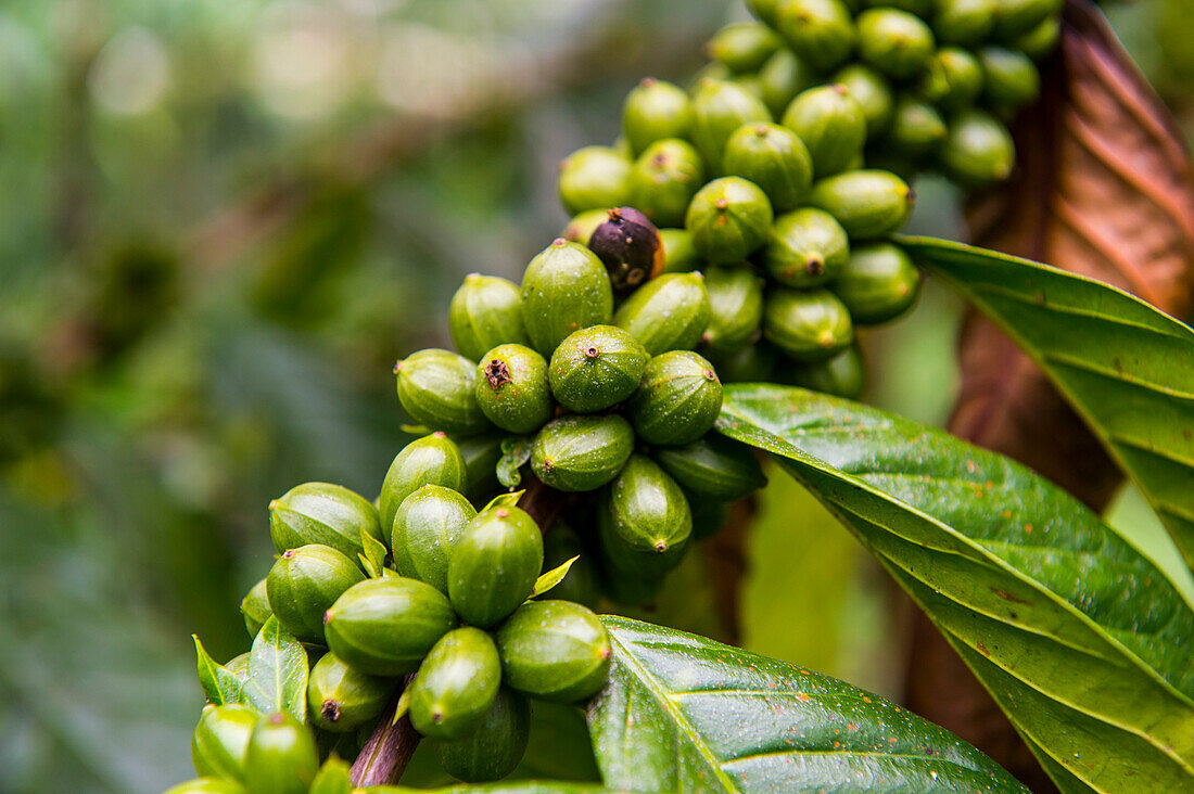 Close up of coffee beans (Rubiaceae) on a coffee plantation in the jungle of Sao Tome, Sao Tome and Principe, Atlantic Ocean, Africa