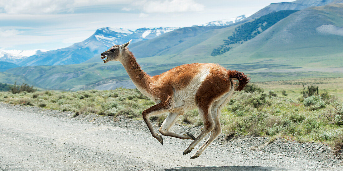 Guanaco (Lama guanicoe) running across a road with mountains in the distance, Torres del Paine National Park, Torres del Paine, Magallanes and Antartica Chilena Region, Chile