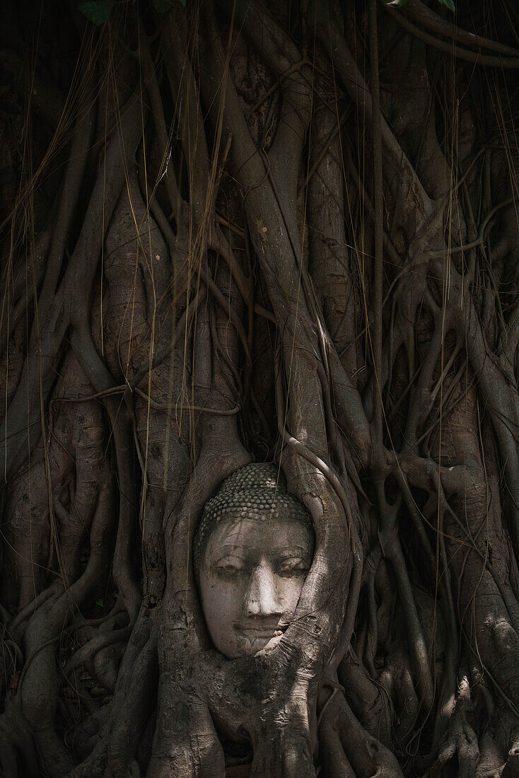 A Buddha head peers out from a tree, Ayutthaya, Thailand