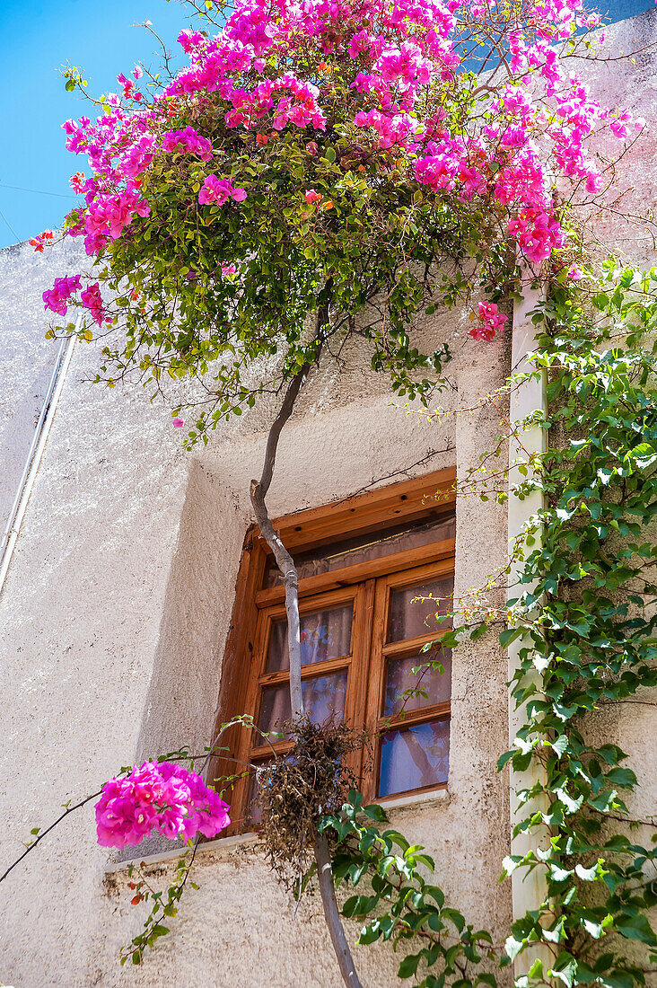 Blossoming flowers and a vine decorate the exterior of a house, Chania, Crete, Greece