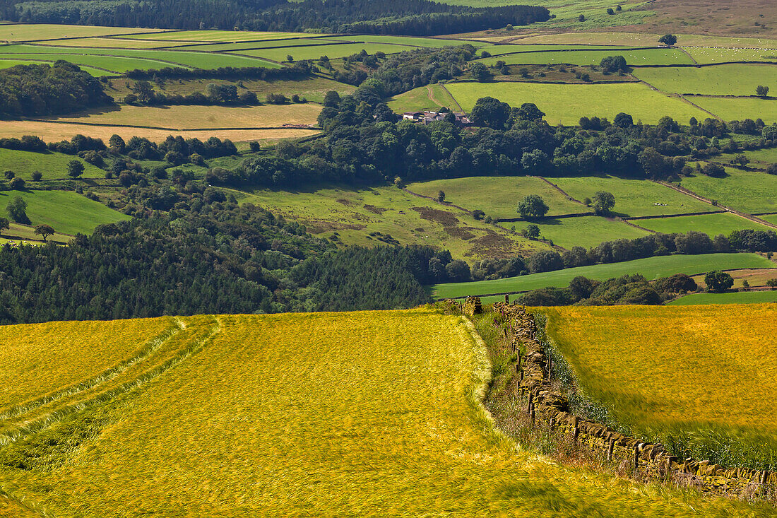 Yellow and green fields, North Yorkshire, England