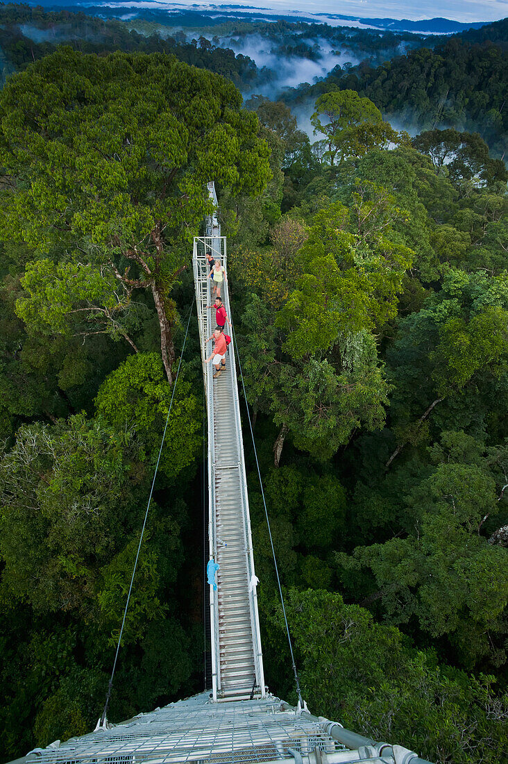 Jungle canopy walk at Ulu Temburong National Park, Brunei