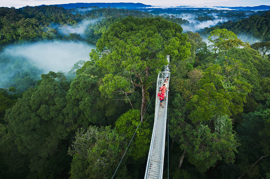 Jungle canopy walk at Ulu Temburong National Park, Brunei