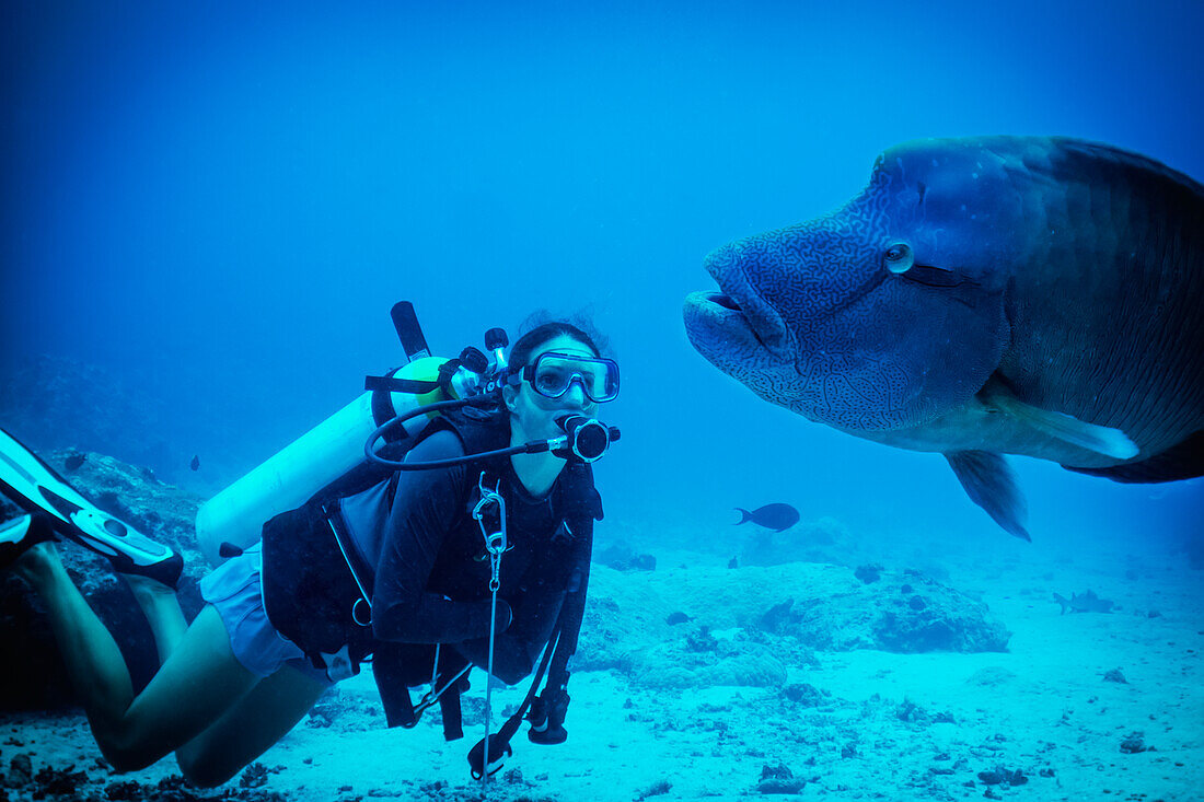 Diving with a Grouper, Palau, Micronesia