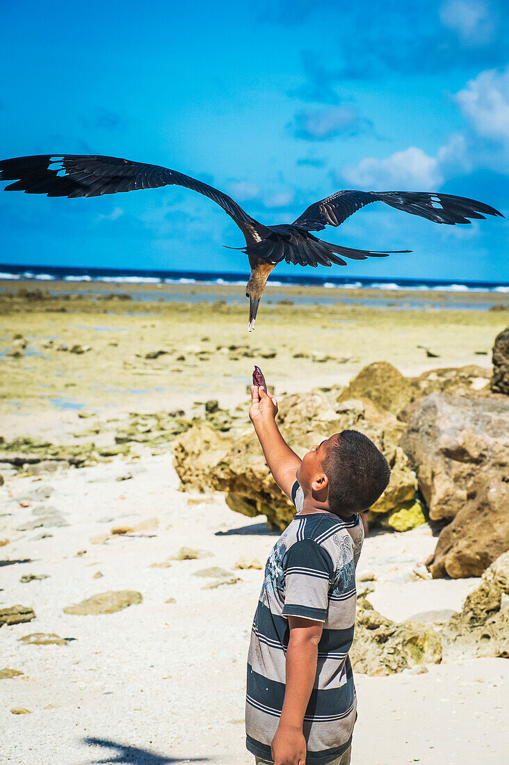 Feeding a large seabird, Nauru Island