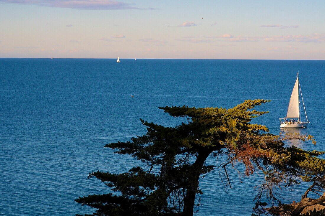 France, Languedoc Roussillon, Pyrenees Orientales, Collioure, Tree and sailboat