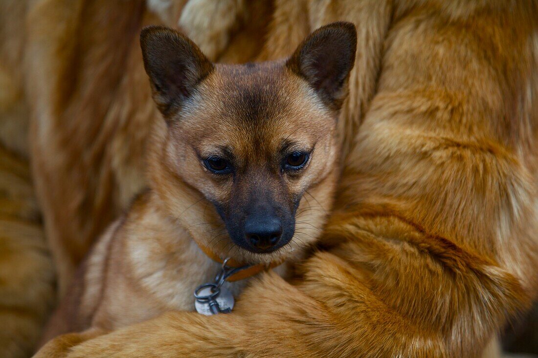 Pinsher,in a fur coat