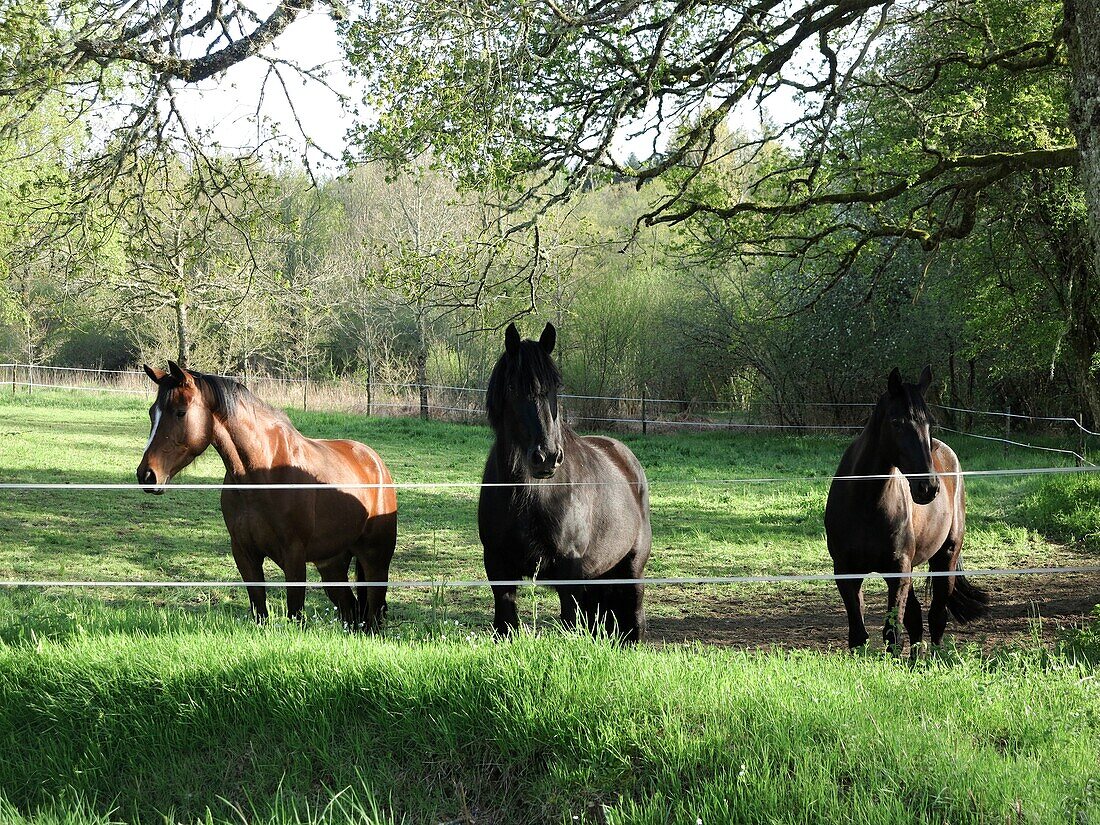 3 horses in a field