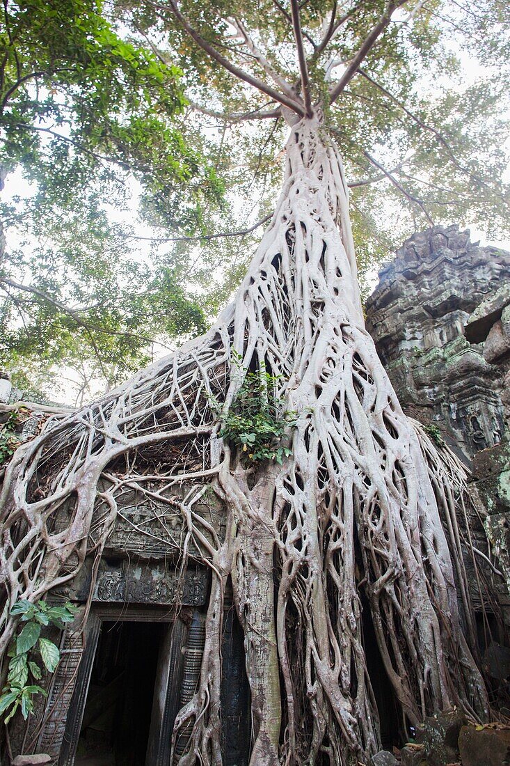 Cambodia,Siem Reap,Angkor Wat,Ta Prohm Temple