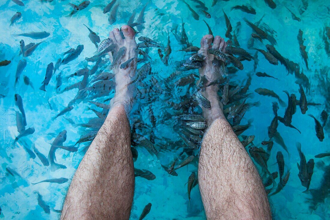 Cambodia,Siem Reap,Feet in Fish Massage Pool