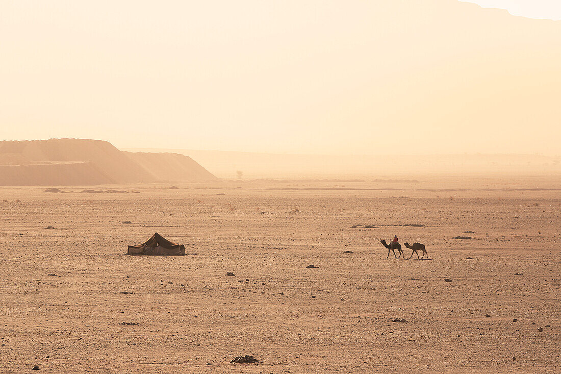 Morocco, Draa Valley, Tinfou region, Moroccan on his camel toward his tent