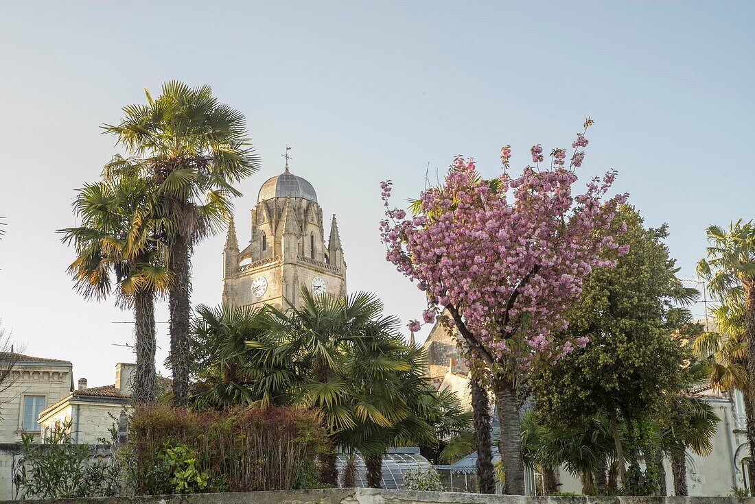 France, Charente-Maritime, Saintes, Saint-Pierre cathedral, palm trees, tree in bloom
