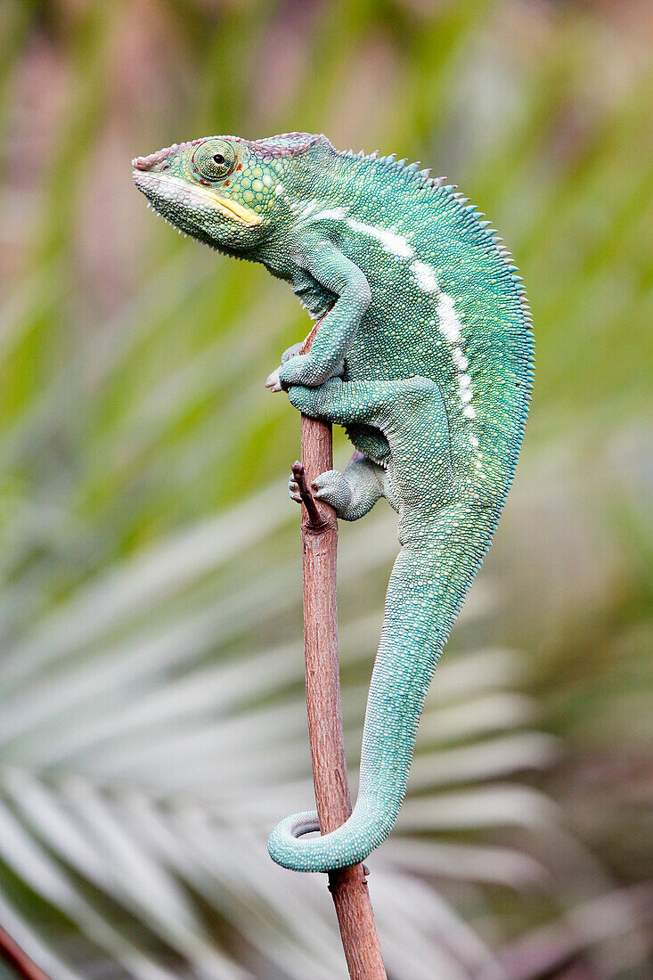 France,Paris, Vincennes, Zoo de Vincennes, Close up of a panther chameleon (Furcifer pardalis)