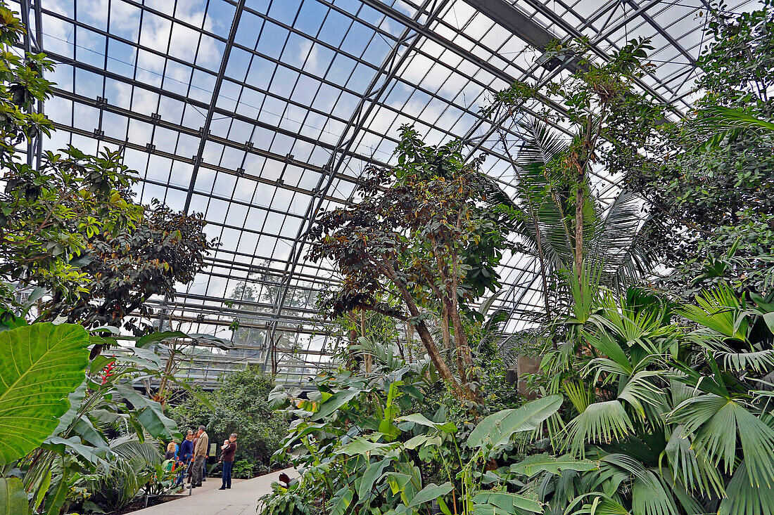 France,Paris, Vincennes, Zoo de Vincennes, Large greenhouse, Visitor in the large greenhouse