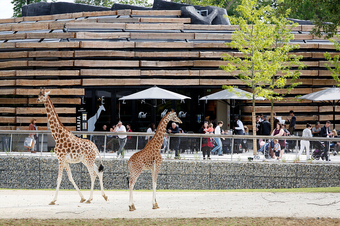 France,Paris, Vincennes, Zoo de Vincennes, Area Sahel Sudan, Giraffes past the restaurant and visitors