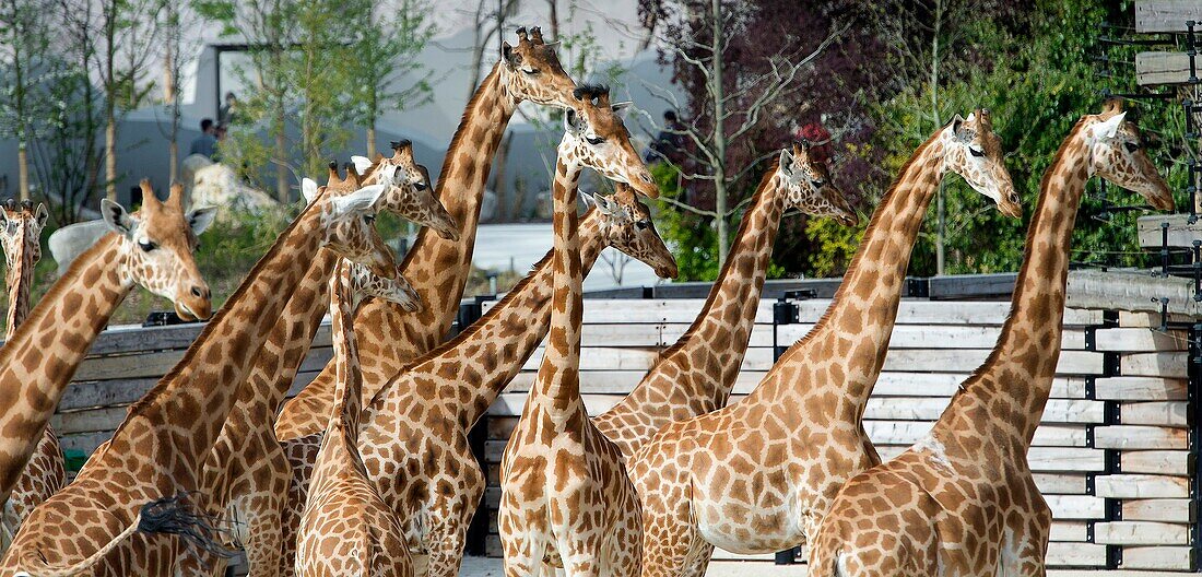 France, Paris 12th district, Wood of Vincennes, Zoo of Paris (formerly called Zoo of Vincennes), Giraffes