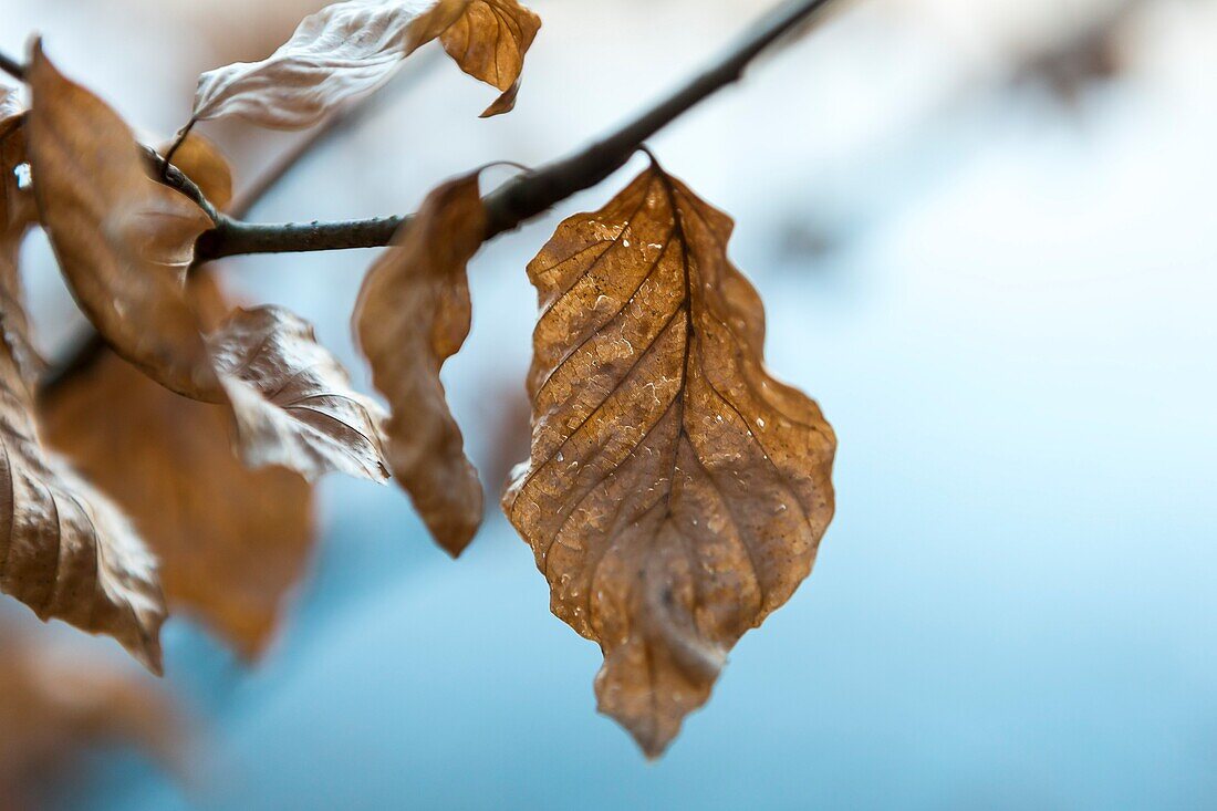 France, Central France, Auvergne, Allier, Le Brethon, Tronçais forest,  European beech, dead leaf, close up